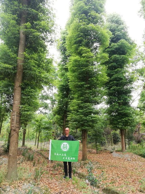 四川景秀園林綠化工程有限責任公司入駐苗木通，李志斌引領打造四川精品文物文化遺址保護服務